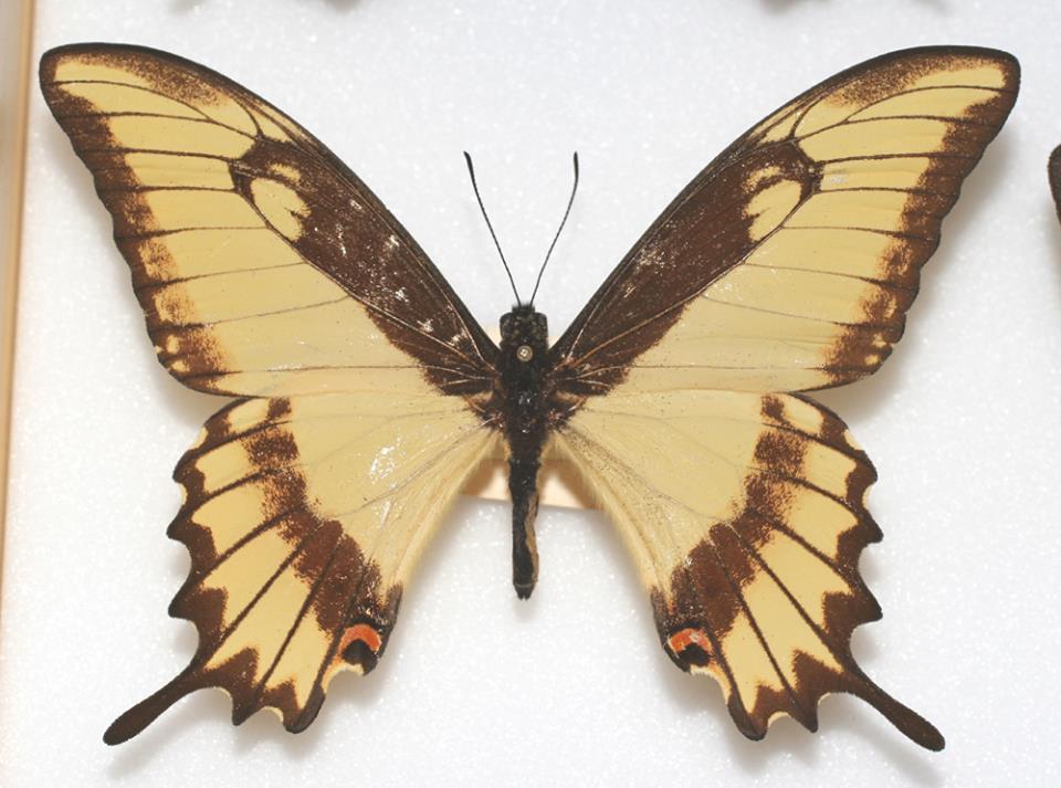 Papilio lycophron aberration (Internet Image property of respective owner, non-commercial use only)